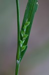 Broad looseflower sedge