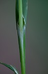 Broad looseflower sedge