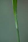 Broad looseflower sedge