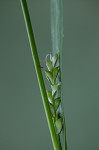 Broad looseflower sedge