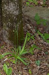 Broad looseflower sedge