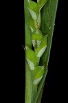 Broad looseflower sedge