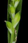 Broad looseflower sedge