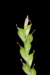 Broad looseflower sedge