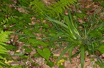 Broad looseflower sedge