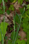 Broad looseflower sedge