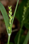 Broad looseflower sedge