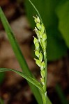 Broad looseflower sedge