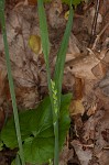 Broad looseflower sedge