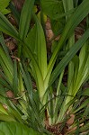 Broad looseflower sedge