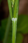 Broad looseflower sedge