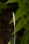 Broad looseflower sedge