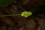 Leavenworth's sedge