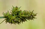 Leavenworth's sedge