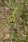 Leavenworth's sedge