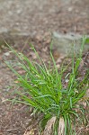 Nerveless woodland sedge