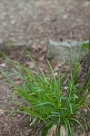 Nerveless woodland sedge