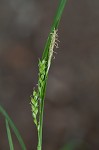 Nerveless woodland sedge