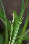 Nerveless woodland sedge