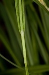 Nerveless woodland sedge