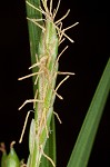 Nerveless woodland sedge