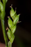 Nerveless woodland sedge