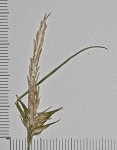 Southern long sedge