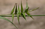 Southern long sedge