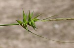 Southern long sedge