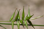 Southern long sedge