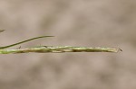 Southern long sedge