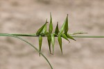 Southern long sedge