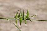 Southern long sedge