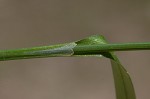 Southern long sedge