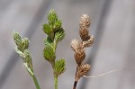 Long's sedge