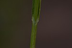 Long's sedge