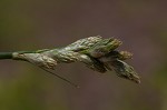 Long's sedge