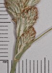 Long's sedge