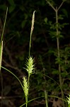 Louisiana sedge