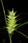 Louisiana sedge