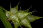 Louisiana sedge