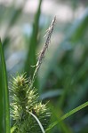 Shallow sedge