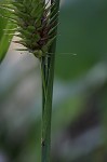 Shallow sedge