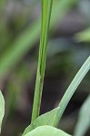 Shallow sedge