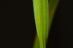 Shallow sedge