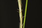 Shallow sedge