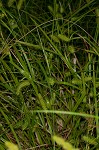 Shallow sedge