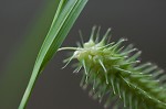 Shallow sedge