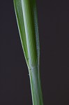 Shallow sedge