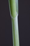 Shallow sedge